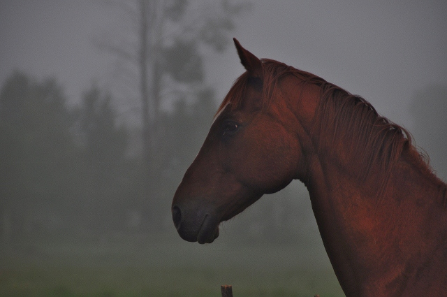 face of a horse on Gore Pass